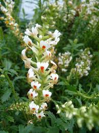 Image result for Hebenstretia