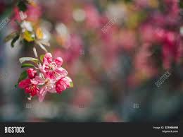 Free shipping for many items! Pink Flowers Blooming Image Photo Free Trial Bigstock
