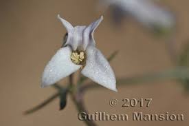 Image result for Cyphia