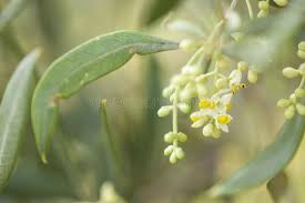 Check spelling or type a new query. Olive Tree Flowers Stock Image Image Of Evergreen Leaves 116202777