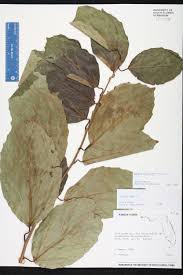 Image result for Cordia megiae