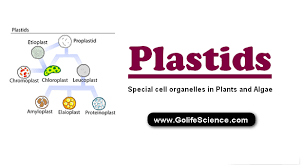 Plant cell parts and functions: Plastids Special Cell Organelles In Plants And Algae