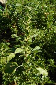 Image result for Amaranthus thunbergii