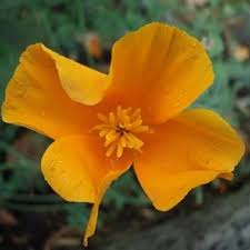 Mohn aussaen von samen olerum. Kalifornischer Mohn Samen Eschscholtzia Californica Kaufen