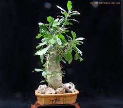 Image result for Pachypodium lealii