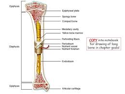 It is located between the elbow joint and the shoulder. Skeletal System Chapter Bones Skeletal Organization Ppt Download
