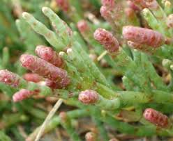 Image result for Salicornia perrieri