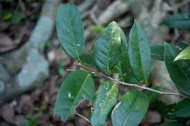 Image result for Drypetes