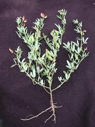 Image result for Crotalaria comosa