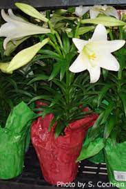 Check spelling or type a new query. Easter Lily Care Nebraska Extension In Lancaster County