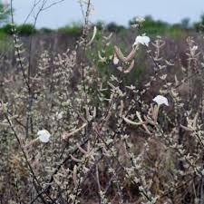 Image result for Catophractes alexandri