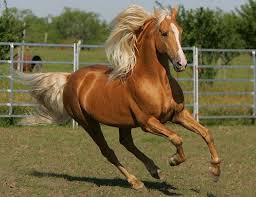 Is the tennessee walker a good horse? Pin By Sheri Jene On Horses Horses Tennessee Walking Horse Walking Horse