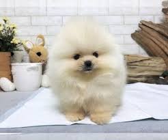 It's also free to list your available puppies and litters on our site. View Ad Pomeranian Puppy For Sale Near Illinois Chicago Usa Adn 137233