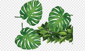 Light, warmth, and humidity are the keys to successfully growing schefflera. Tropical Plants Green Leaves Tropical Plant Green Png Pngwing