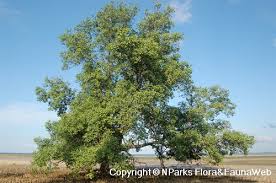 Image result for Sonneratia