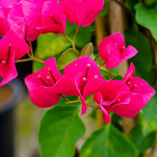 Image result for Bougainvillea