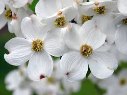Although the dogwood flower is small and delicate looking, it's actually quite tough. Dogwood Cornus Southern Living Southern Living
