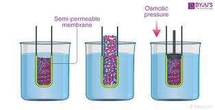 The process in plants and animals by which a liquid moves gradually from one part of the body dictionary. Osmotic Pressure Definition Formula Examples Solved Exercises