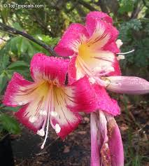 Image result for Ceiba speciosa