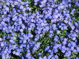 It is neither invasive nor aggressive. Plantfiles Pictures Veronica Creeping Veronica Georgia Blue Speedwell Georgia Blue Veronica Peduncularis By Kennedyh