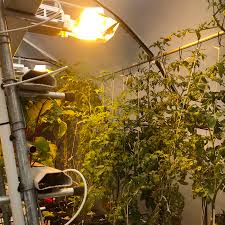 Growing Hydroponic Tomatoes Grozinegrozine