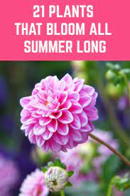 Hot weather flowers in az. 21 Plants That Bloom All Summer Long Summer Plants Plants Planting Flowers