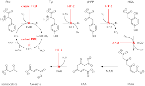 Phenylketonuria Wikipedia