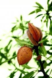 Test the fruit by looking at its color, how big the fruit is and by taste. Almond Tree Detail Branch With Ripe Fruits At The End Of Summer Almond Tree Ripe Fruit Fruit Bearing Trees
