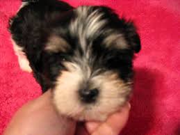 Check spelling or type a new query. Havanese Videos Page 121 Havanese Breeders