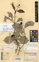 Image result for Psychotria peduncularis