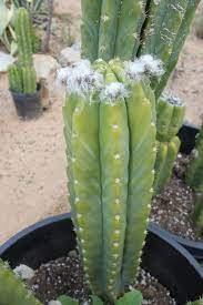 Sometimes you get 1,2 and even 3 new tops growing from the recently cut areas. Succulents Facebook San Pedro Cacti Cactus Succulents