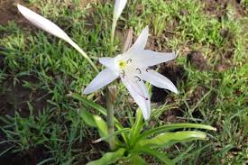 Image result for Crinum macowanii
