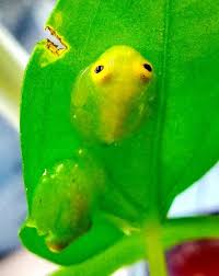 Image result for glass frog
