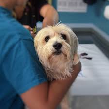 7 ways to find cheap dog vaccines (or free). Puppy Vaccinations The Prices And Timings Every New Owner Needs To Know Manchester Evening News