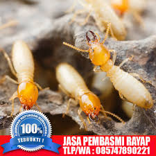 Pest control adalah dalam bahasa indonesia berarti pengendalian hama adalah suatu proses usaha dengan demikian penggunaan pestisida akan semakin berkurang bahkan tidak diperlukan lagi. Hub 085747890221 Jasa Pembasmi Rayap Di Cipatat Bandung Anti Rayap Bandung