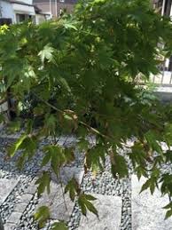庭に植樹したもみじの葉先が枯れて丸まっています 一部の枝の葉に Yahoo 知恵袋