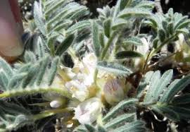 Image result for Pseudopodospermum hispanicum