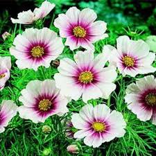 Pin On Flower