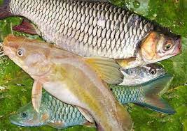 Saat ini, racikan umpan ikan mas banyak sekali yang mencarinya. 21 Ide Umpan Jitu Ikan Ikan Air Tawar Ikan Mas
