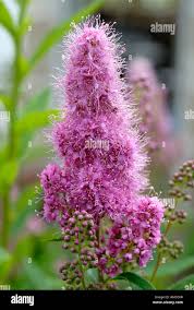 Image result for Spiraea billardii