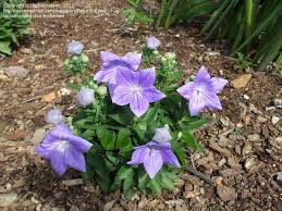 When properly cared for, most varieties of balloon flowers will grow to be about two feet tall and about one foot wide, though dwarf varieties tend to be about half that size. Plantfiles Pictures Platycodon Balloon Flower Chinese Bellflower Japanese Bellflower Noids Mixed Hybrids Platycodon Grandiflorus By Rebeccalynn