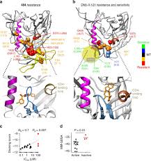 Understanding how these cells aid hiv could lead to new methods that prevent hiv transmission. The B20 B21 Of Gp120 Is A Regulatory Switch For Hiv 1 Env Conformational Transitions Nature Communications