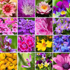 Incurved cactus types have petals that are completely rolled with the tips curving toward the center of the flower. Collage From Different Kind Of Flowers Stock Photo Picture And Royalty Free Image Image 19328044