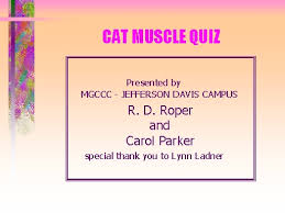 The purpose of these pages is to quiz your knowledge on the structures of the circulatory system. Cat Muscle Quiz