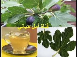 فوائد مذهلة لورق التين لم تكن تعرفها منقوع ورق التين Youtube Plants Plant Leaves Vegetables