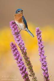 Bluebird On Prairie Blazing Star Backyard Birds Wild Flowers Blue Bird