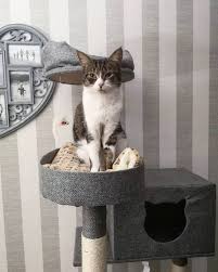 See more ideas about cats, kittens, cats and kittens. 21 Ideas For Designing Organizing A Cat Room Extra Space Storage