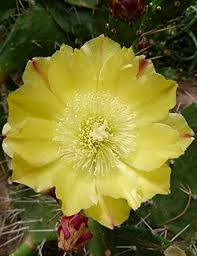 Image result for Opuntia monacantha
