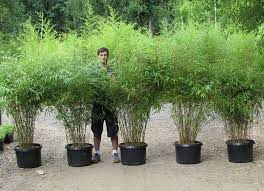 Bamboo barriers should run 30 inches deep; Fargesia Rufa Green Panda Bamboo Plants Bamboo Landscape Plants