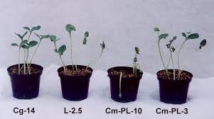 We did not find results for: Symptoms Of Necrotic Development And Damping Off On Watermelon Download Scientific Diagram